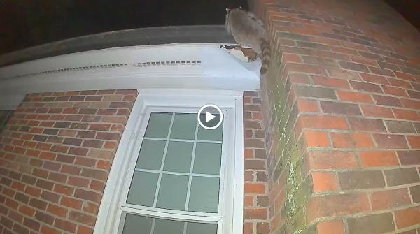 PCA Wildlife Removal