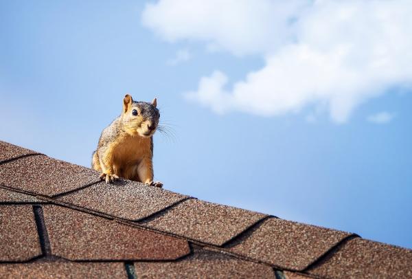 PCA Wildlife Removal