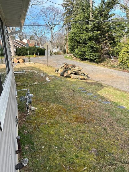 Traditional Tree Service