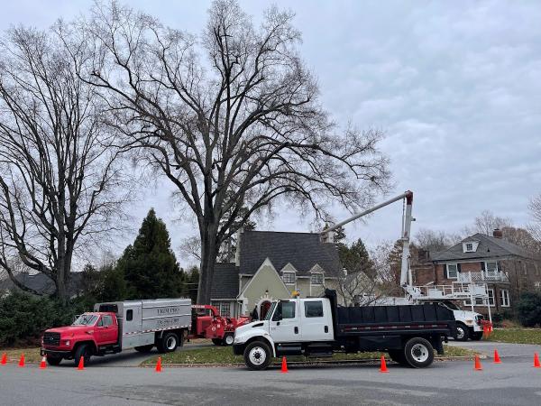 Trim Pro Tree & Landscaping