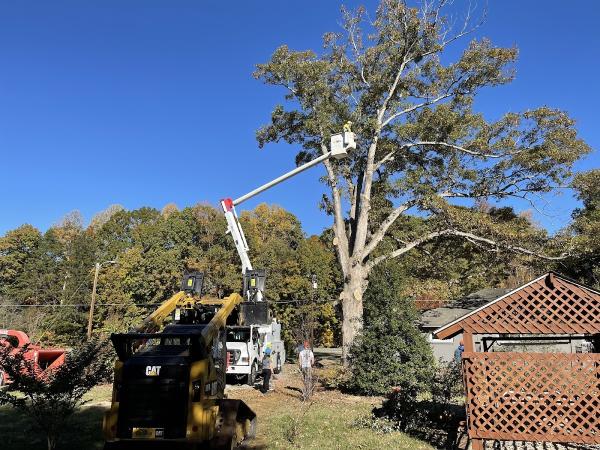 Trim Pro Tree & Landscaping