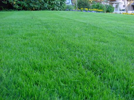 Nearby Lawn Care & Weed Control