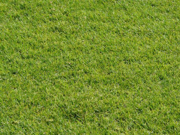 Nearby Lawn Care & Weed Control
