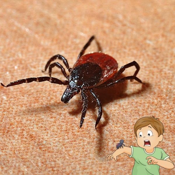 Greenshield Home & Pest Solutions