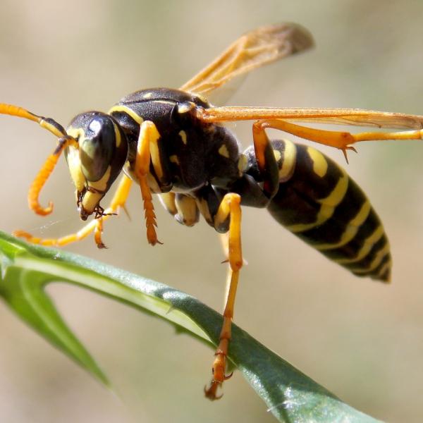 Greenshield Home & Pest Solutions