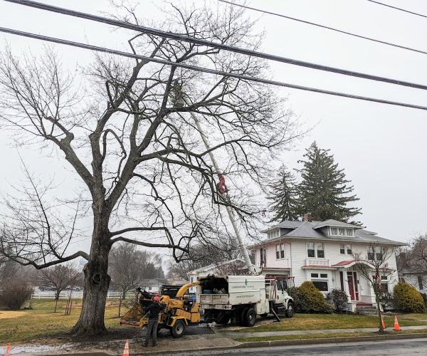 Cumberland Valley Tree Service