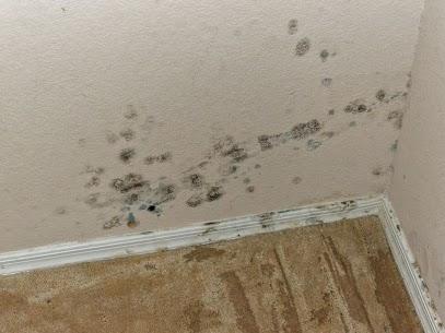 Dryeasy Water Damage Extraction