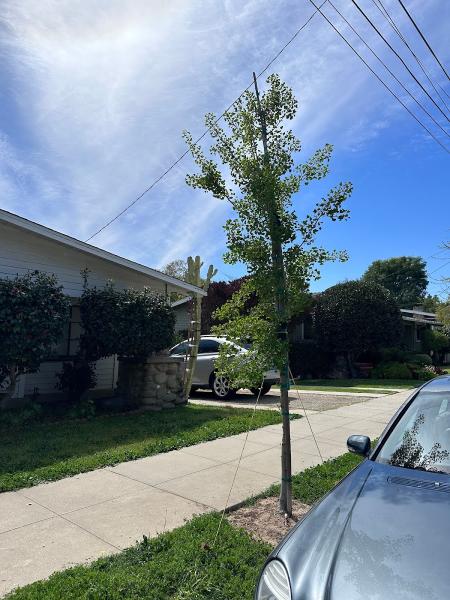 Gosnell Tree & Landscape