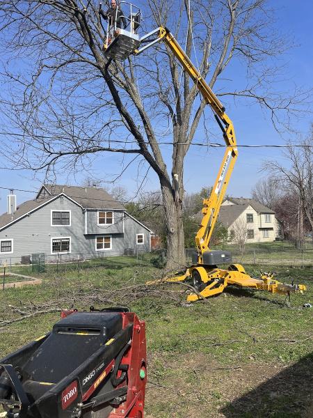 Taylor Lawn and Tree