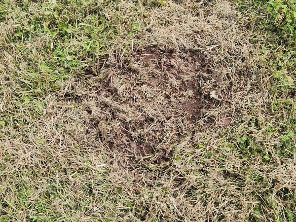 Beauty Lawn Care Service