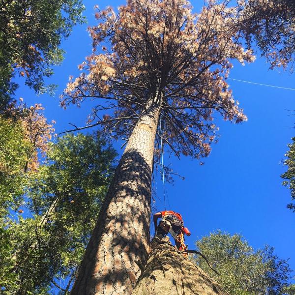 Arborvision Tree Service