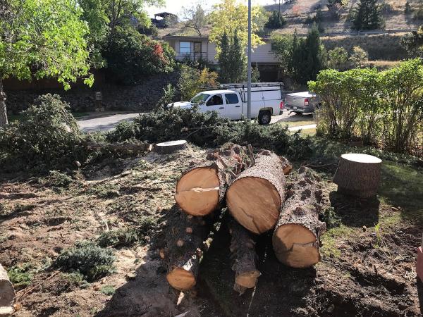 Arbor Medic Tree Service and Lawn Care