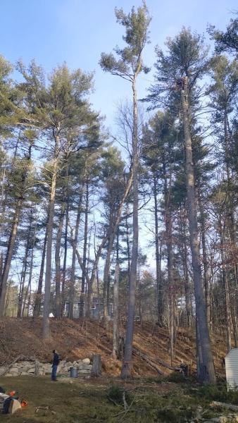 GRL Landscaping & Tree Services