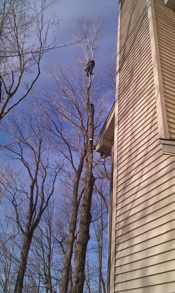 Andy's Tree Service LLC