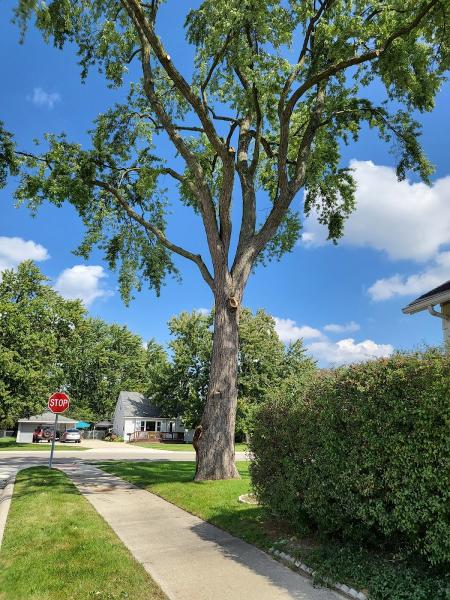 Treemendous Tree Care LLC