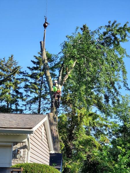 Treemendous Tree Care LLC