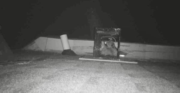 Smoky Wildlife Control