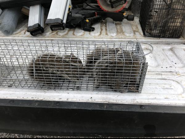 Smoky Wildlife Control