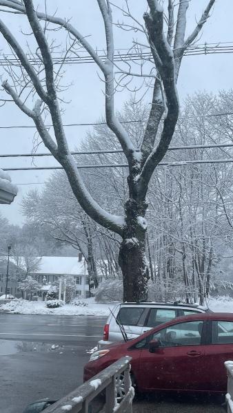 New England Tree Service