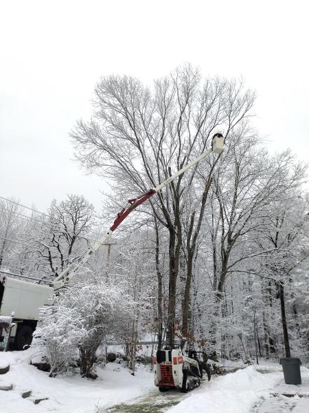 New England Tree Service