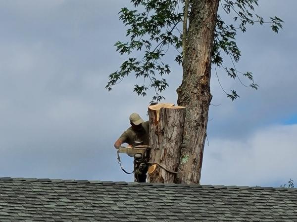 Wright's Logging and Tree Service