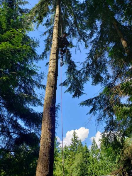 Brady's Branch and Tree Removal