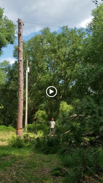 Joe's Tree Service