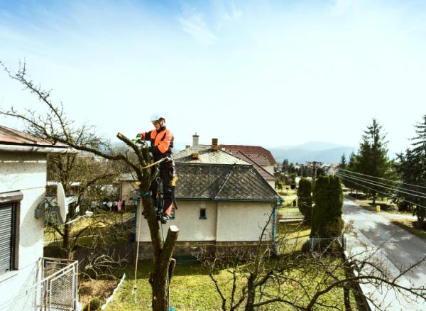 Advantage Tree Service