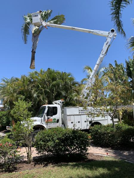Lamb Tree Care