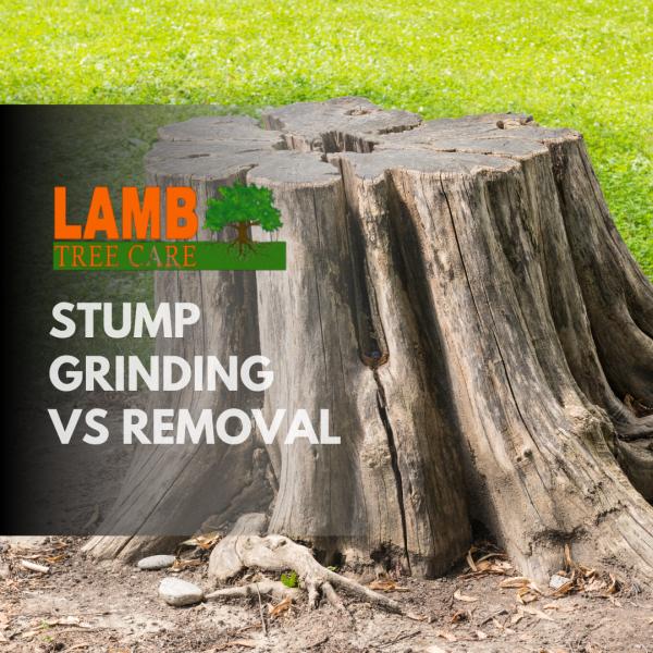 Lamb Tree Care