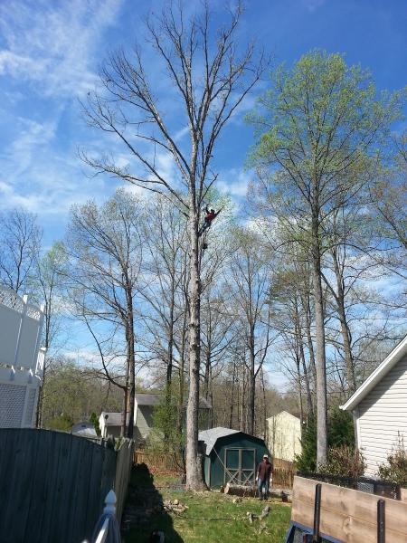 Michael Tree Service