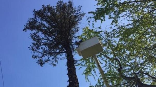 Goins Tree Service