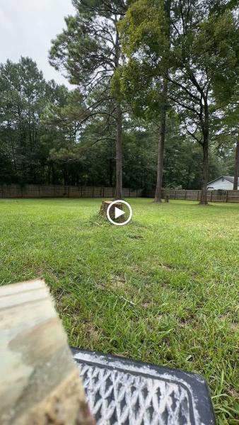 A+ Stump Removal