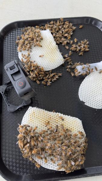 Jones Family Bee Removal