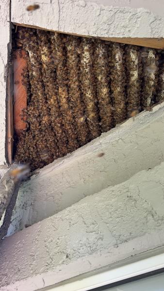Jones Family Bee Removal