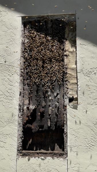 Jones Family Bee Removal