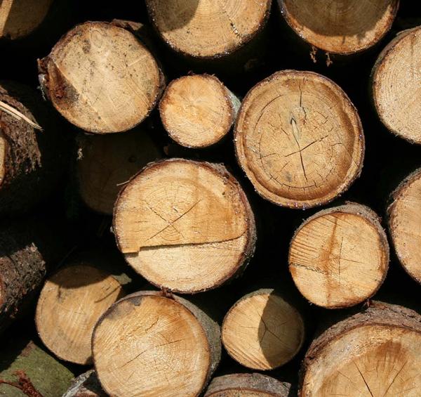 David's Tree Care