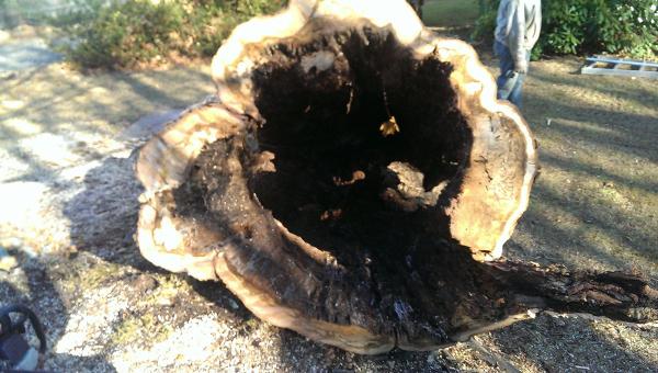 Acer Tree Service LLC