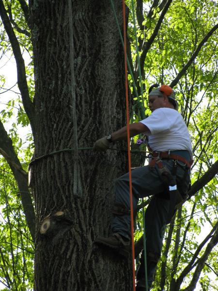 Acer Tree Service LLC