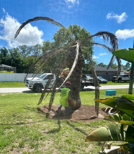 Tree Care by Robert Miller