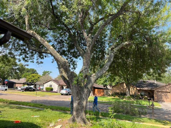 Southeast Arbor Care