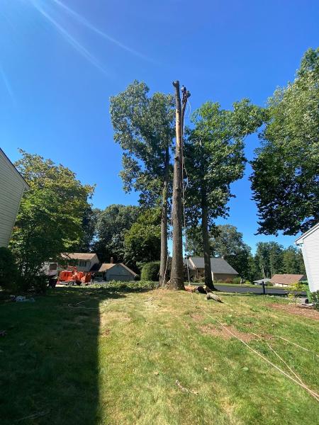 Lars Tree Service LLC