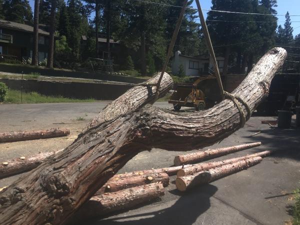 Defender Tree Service