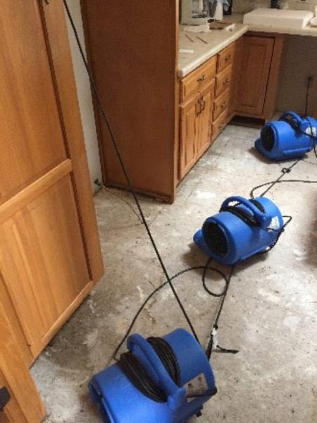 Absolute Force Water Damage Remediation and Mold Removal