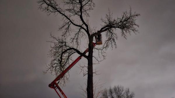 Mid America Tree Experts
