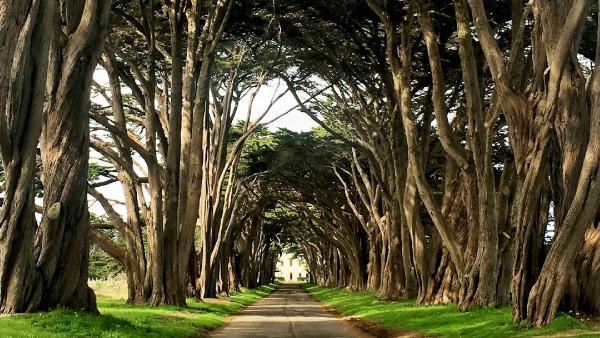 Infinity Tree Services Corp.