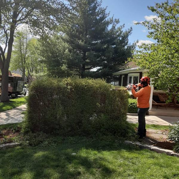 Infinity Tree Services Corp.
