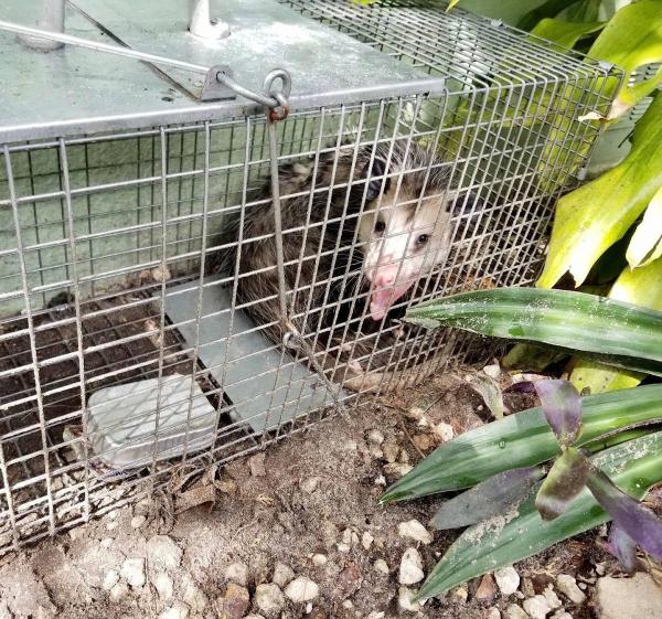 Miami Eco-Pest