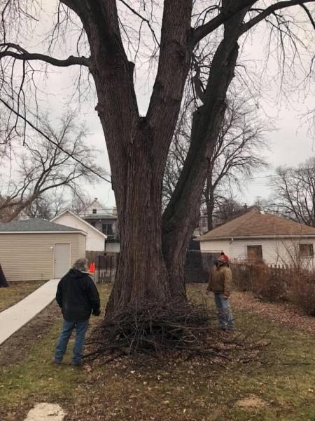 Bowline Tree Service