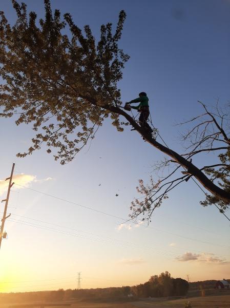 Pollard Tree Service LLC